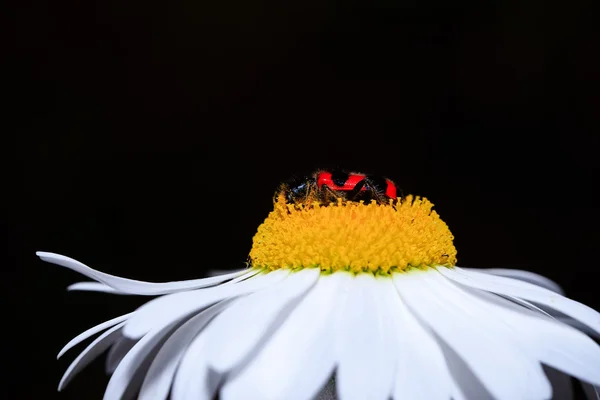 Papatya çiçek, güzel arka plan