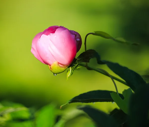 Квіти в саду, красивий фон — стокове фото