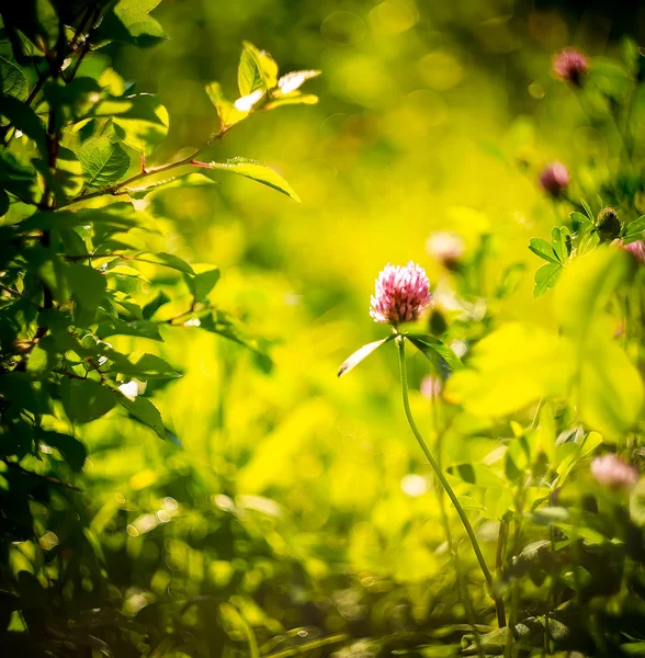 Çiçek bahçesinde, güzel bir arka plan