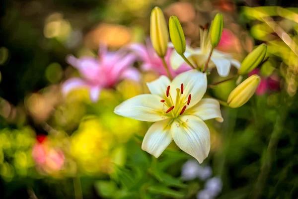 庭、美しい背景の花 — ストック写真