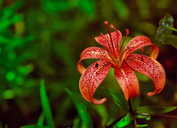 Çiçek bahçesinde, güzel bir arka plan — Stok fotoğraf