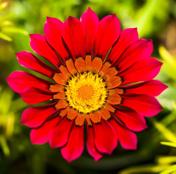 Çiçek bahçesinde, güzel bir arka plan