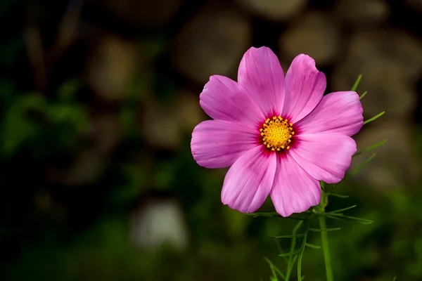 Çiçek bahçesinde, güzel bir arka plan