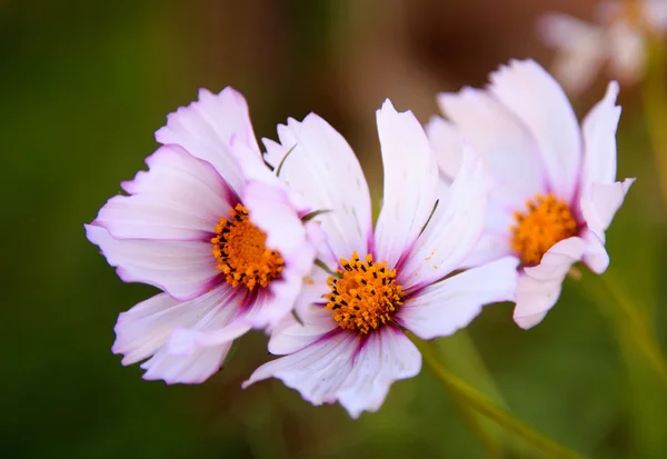 Çiçek bahçesinde, güzel bir arka plan