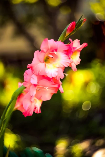 Flores en el jardín, un hermoso fondo — Foto de Stock