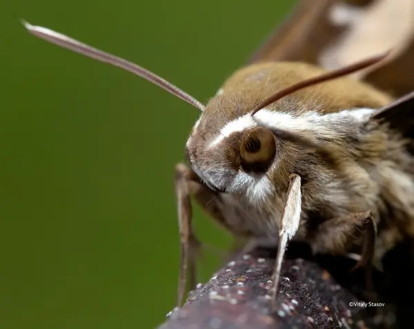 Kelebek. Bu böcek, çiçekler, renk, renk ne kadar güzel