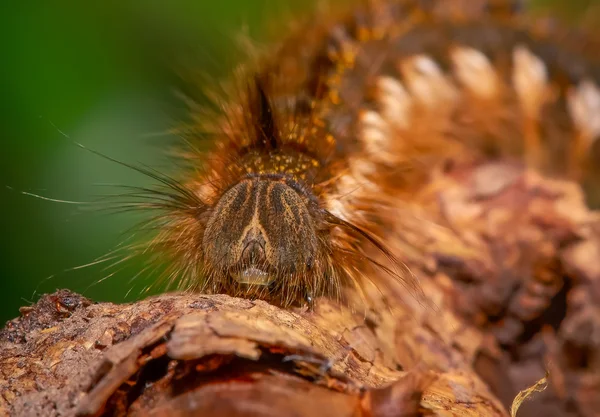 Makro. Caterpillar, böcekler