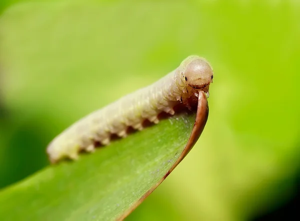 Makro. Caterpillar, böcekler
