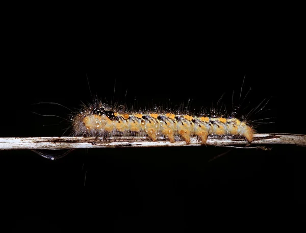 Macro. Oruga, Insectos —  Fotos de Stock