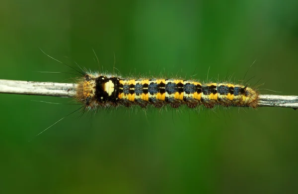 Makro. Larv, insekter — Stockfoto