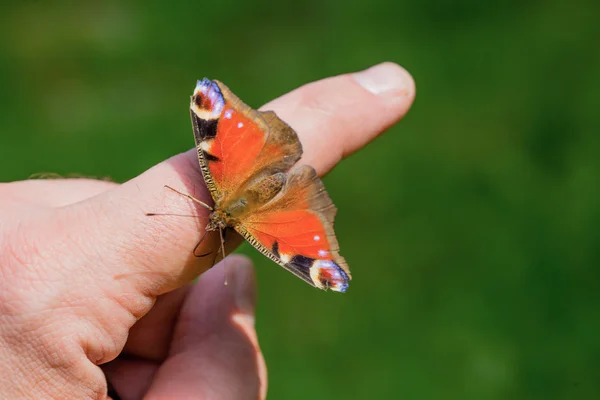 Kelebek. Bu böcek, çiçekler, renk, renk ne kadar güzel