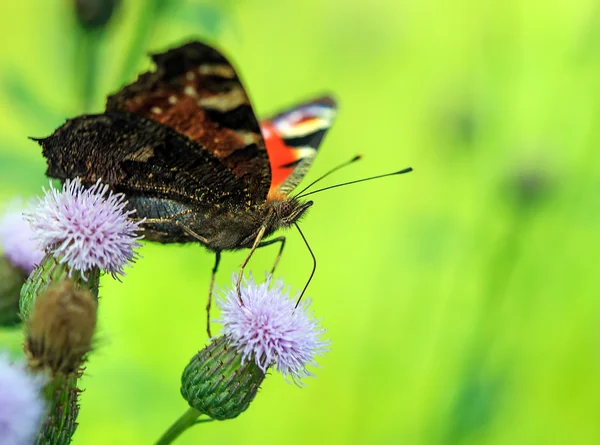 Motyl. Ten owad, kwiaty, kolory, ładny kolor — Zdjęcie stockowe