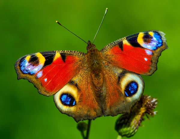 Papillon. Cet insecte, fleurs, couleurs, belle couleur — Photo