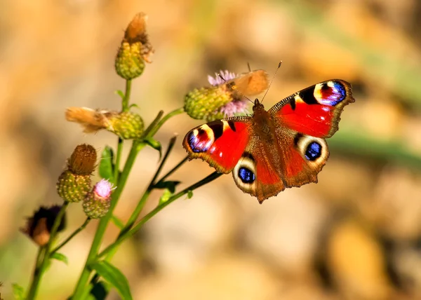 Kelebek. Bu böcek, çiçekler, renk, renk ne kadar güzel