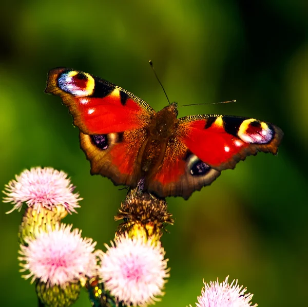 Borboleta. Este inseto, flores, cores, cor agradável — Fotografia de Stock