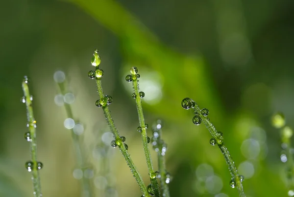 Drops, drops of dew