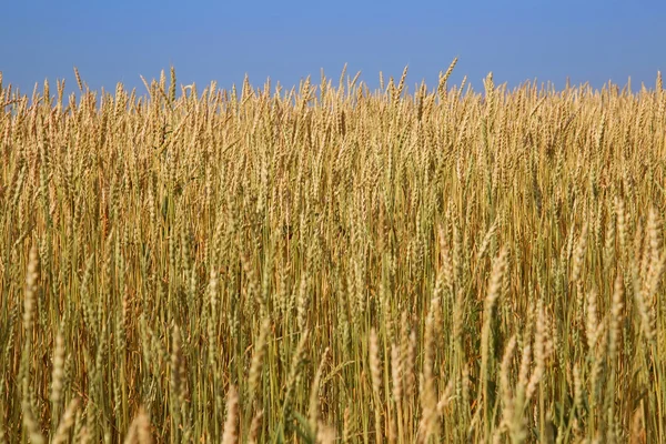 Buğday, ekmek, buğday alan, tarım, Mısır