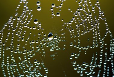 Örümcek. Web. Böcekler. Yaz aylarında. Sabah.