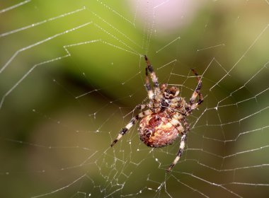 Örümcek. Web. Böcekler. Yaz aylarında. Sabah.