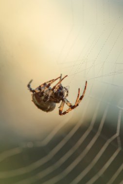 Örümcek. Web. Böcekler. Yaz aylarında. Sabah.