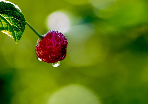 Kers, de smaak van de zomer, berry — Stockfoto