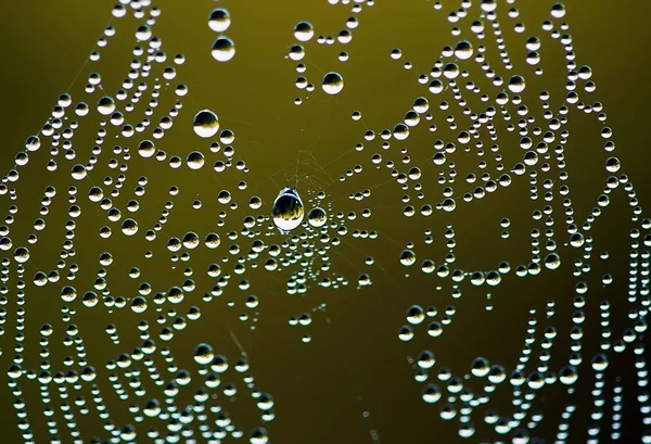 Spin. Web. Insecten. In de zomer. Ochtend. — Stockfoto