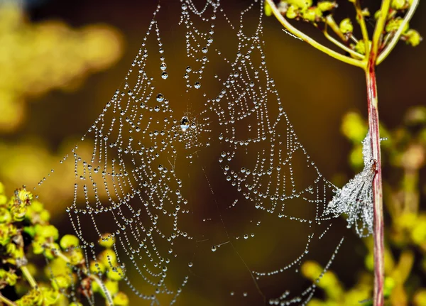 Spider. Web. Insects. In summer. Morning.