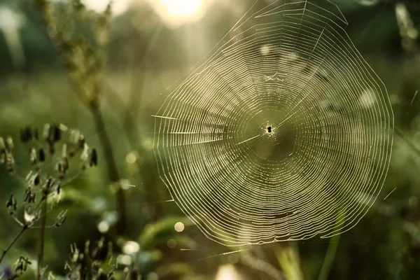 Örümcek. Web. Böcekler. Yaz aylarında. Sabah.