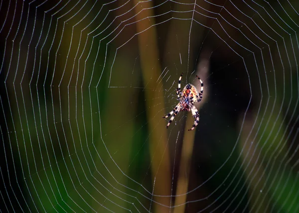 Spider. Web. Insects. In summer. Morning. — Stock Photo, Image