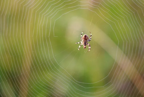 Spider. Web. Insects. In summer. Morning. — Stock Photo, Image