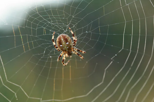 Spinne. Web. Insekten. im Sommer. Morgen. — Stockfoto