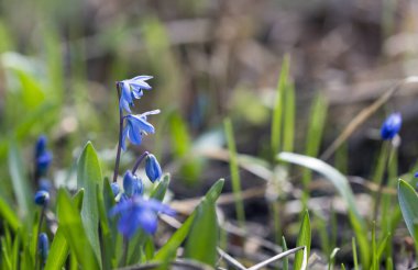 Bunlar ilk bahar çiçekleri. Narin çiçekler açtı..