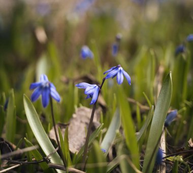 Bunlar ilk bahar çiçekleri. Narin çiçekler açtı..
