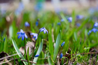 Bunlar ilk bahar çiçekleri. Narin çiçekler açtı..