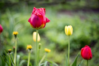 Bunlar ilkbahar laleleri. Narin çiçekler açtı..
