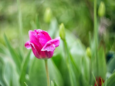 Bunlar ilkbahar laleleri. Narin çiçekler açtı..
