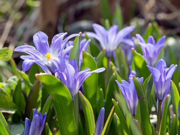 Tohle Jsou První Jarní Květiny Jemné Květy Rozkvetlé — Stock fotografie
