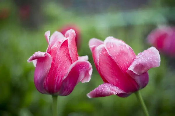 Estos Son Tulipanes Flores Primavera Flores Delicadas Florecieron — Foto de Stock