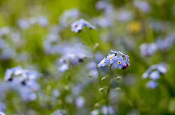 Zapomeňte Kytky Modré Květy Zahradě — Stock fotografie