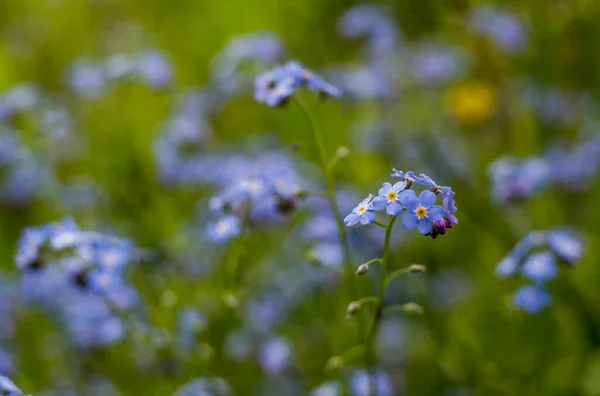 Glöm Mig Inte Blommor Blå Blommor Trädgården — Stockfoto