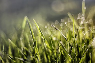 Sabahın köründe. Doğa uyanıyor. Çimlerde gün doğumu.