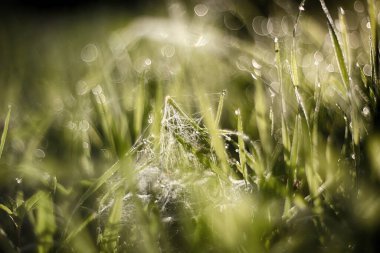 Sabahın köründe. Doğa uyanıyor. Çimlerde gün doğumu.
