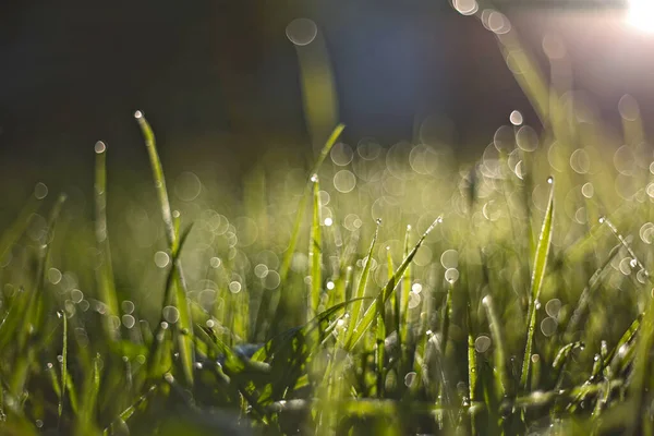 Sabahın köründe. Doğa uyanıyor. Çimlerde gün doğumu.