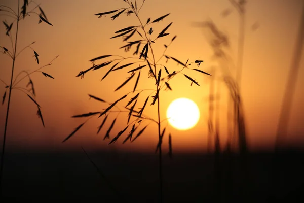 It's dawn. Sunrise in the field. Morning outside the city.