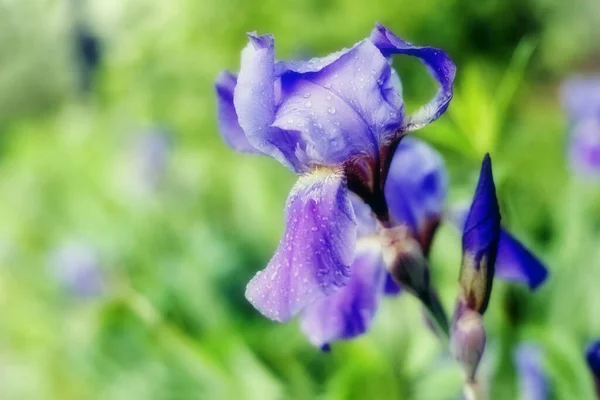 庭の花 美しい花弁 庭の花 — ストック写真