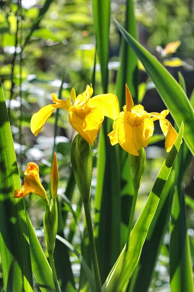 Gartenblumen Schöne Blütenblätter Blume Garten — Stockfoto