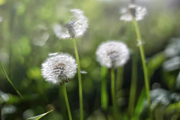 Bu bir karahindiba. Karahindiba baharda açar. Karahindiba kafası..