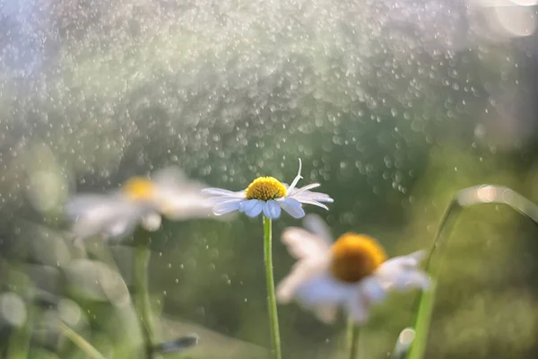 Bahçe çiçekleri Güzel taç yaprakları. Bahçedeki çiçek..