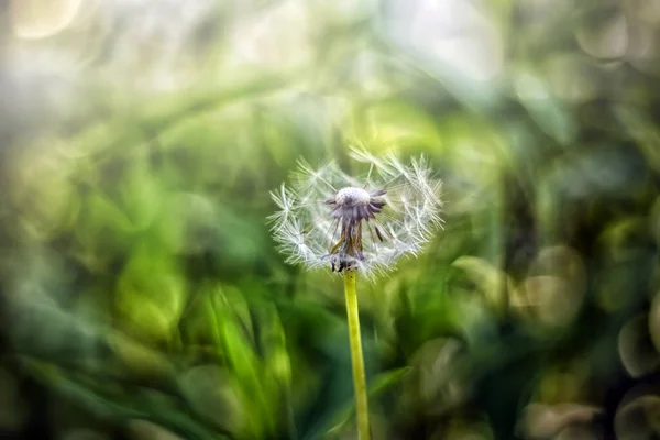 Esto Diente León Diente León Florece Primavera Cabeza Diente León — Foto de Stock