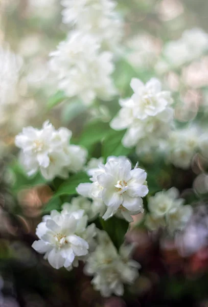 Bahçe çiçekleri Güzel taç yaprakları. Bahçedeki çiçek..